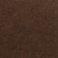 Petra Taupe